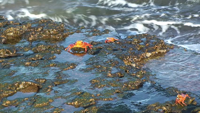 Wave covers a group of red rock crabs, on stone shore on Galapagos Islands. Cancer product, species of crab in Cancer genus, is commonly known as red rock crab.