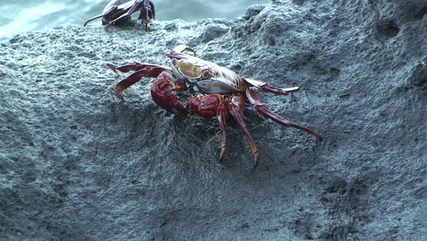 Macro video red rock crab sits on rock on Galapagos Islands. Red rock crab, of which Cancer product is one species, are part of Cancer genus.