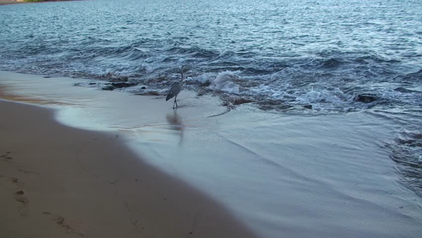 Grey heron near ocean. Gray heron is large bird species native to Galapagos Islands. They are considered symbol of patience and grace.