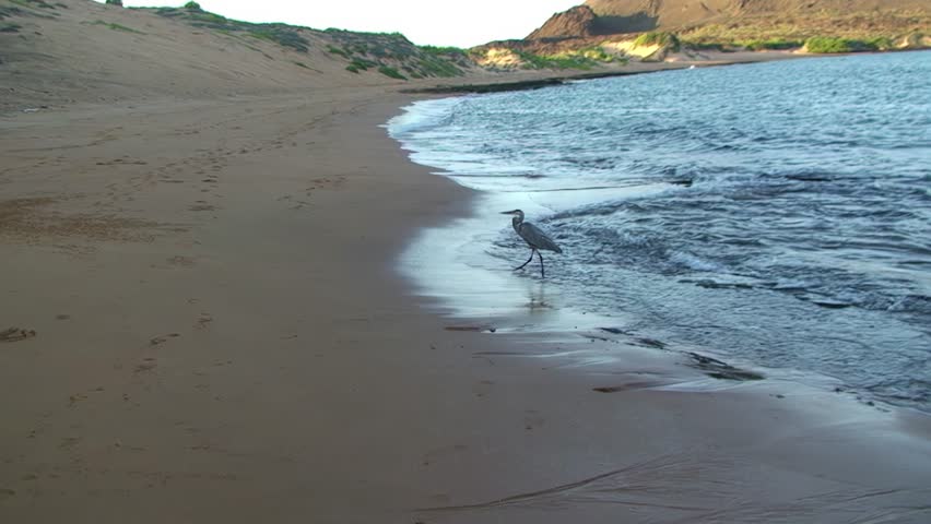 Lonely and graceful grey heron near ocean. Gray heron is large bird species native to Galapagos Islands. They are considered symbol of patience and grace.