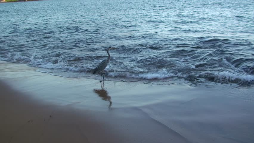 Grey heron near waves on ocean. Gray heron is large bird species native to Galapagos Islands. They are considered symbol of patience and grace.