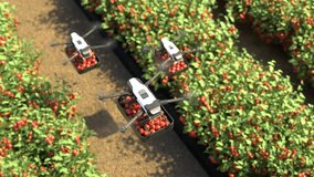 Drone is transporting tomatoes in a tomato garden, Agricultural robots work in smart farms, Smart agriculture farming concept. - Powered by Shutterstock - Get 15% off with code: PIKWIZARD15
