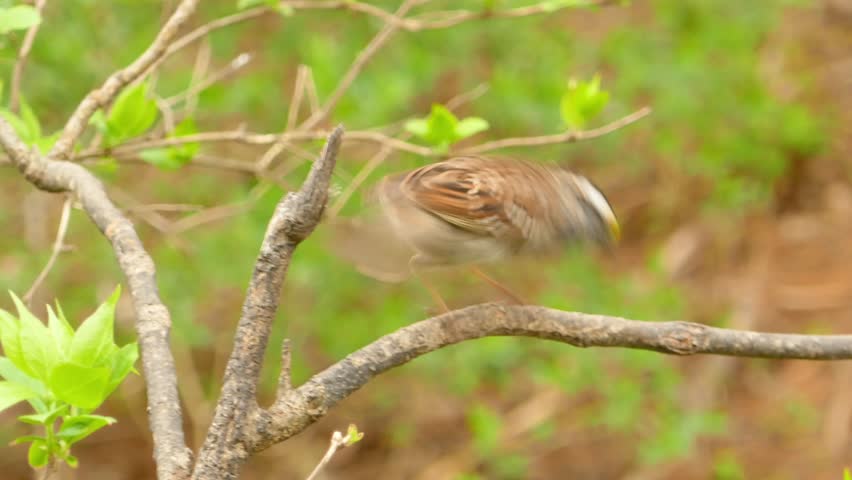 A white-throated sparrow perched on a branch.