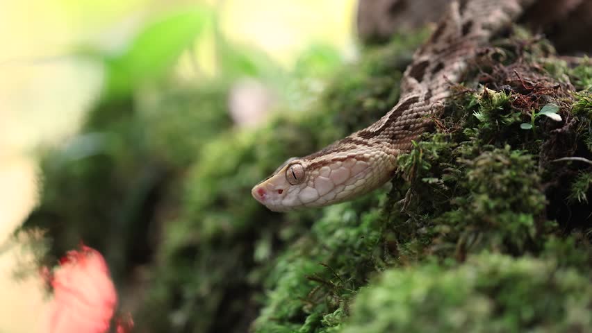 Fer-de-lance viper snake in the rainforest of Costa Rica 