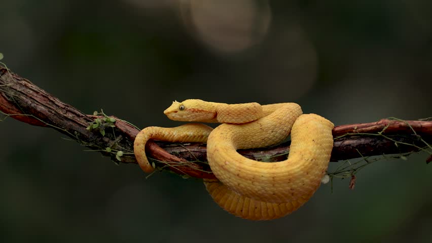 Eyelash viper snake in the rainforest of Costa Rica 