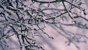 Snow on bare branches of tree in winter medium zoom shot selective focus - Powered by Shutterstock - Get 15% off with code: PIKWIZARD15