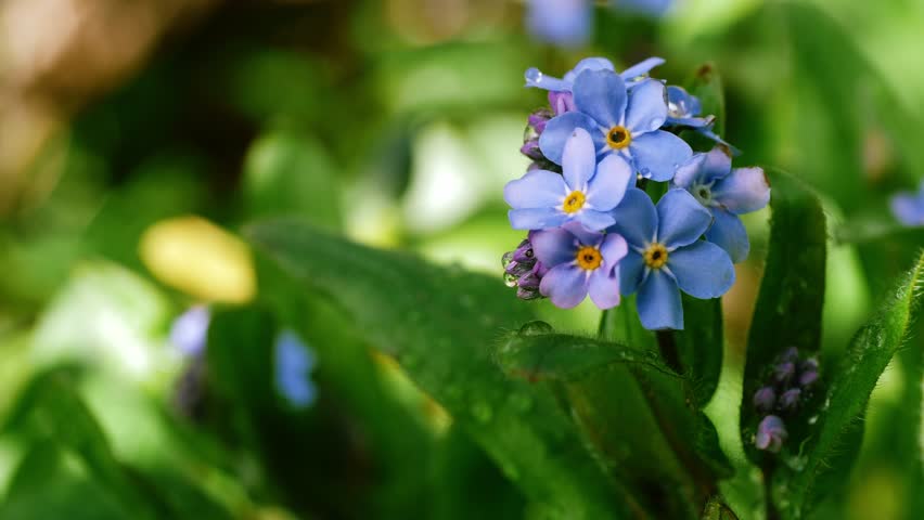 Forget me not flowers in full bloom on green foliage background 4k macro shot slow motion selective focus Royalty-Free Stock Footage #3478658245