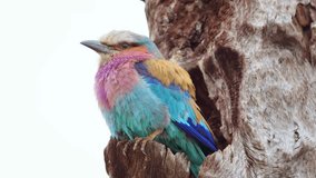 Lilac breasted roller, Coracias caudatus, perched on a tree at Chobe National Park, Botswana, South Africa