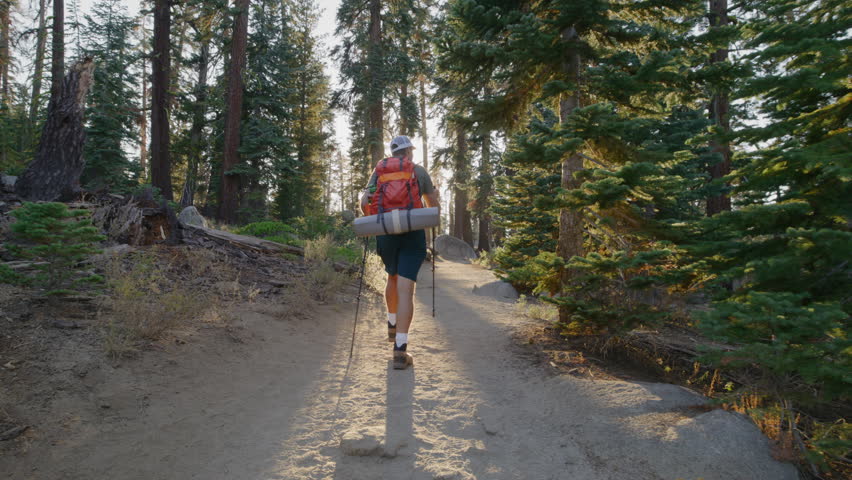 Back view of male hiker with full camping gear and walking poles enjoying the beautiful view of young and old evergreens lit by sunrays, national park, USA. High quality 4k footage