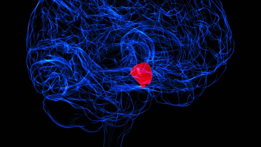 Brain Hypothalamus Anatomy For Medical Concept 3D animation