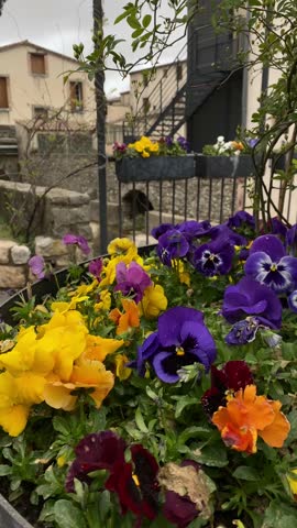 multi-colored violets in the wind against the backdrop of a medieval city