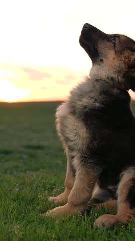 shepherd puppy performs command sit at sunset. cynologist feeds dog with treat from his hand, palm. working dog. owner brings up pet park, forest, field, outdoors. young shepherd. smart breed. Royalty-Free Stock Footage #3478794291