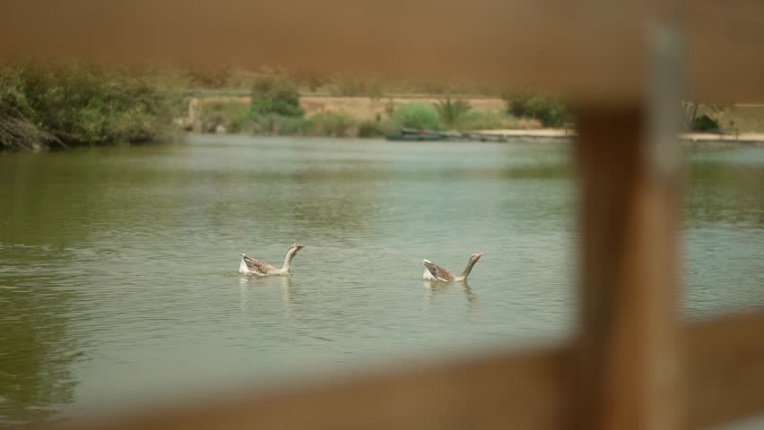 two ducks swimming i a lake together, behind wooden fence shot