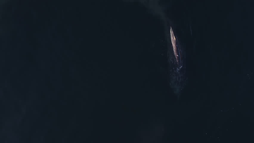 Gray Whale feeding in Pacific Ocean off Oregon Coast, aerial top down view.