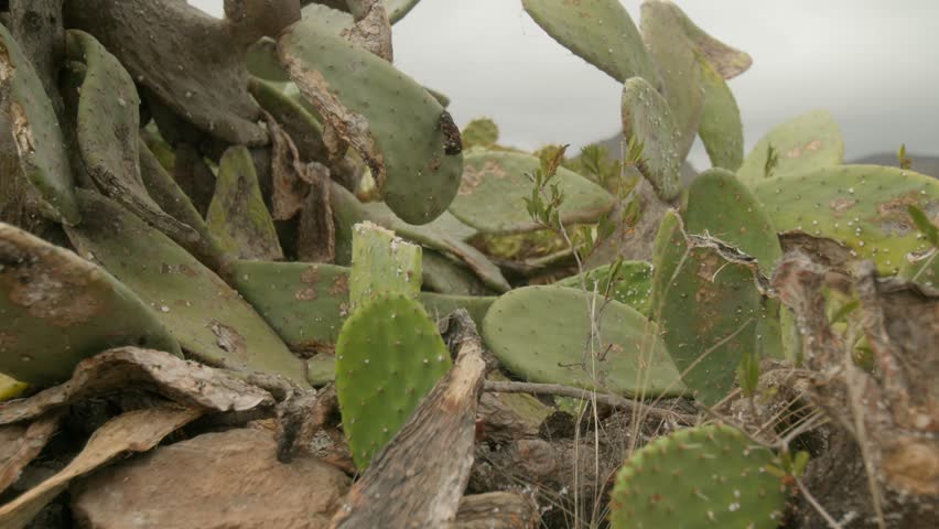 Prickly pear cactus plant growing in the mountains in dry Tenerife countryside in spring, Canary Islands, Spain