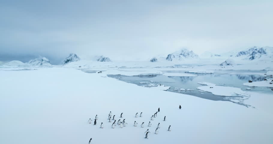 Fly over Gentoo penguins standing on Antarctic coastline. Wildlife conservation on South Pole. Polar cold ocean mountain range in background. Sea birds colony migration. Explore wildlife in Antarctica