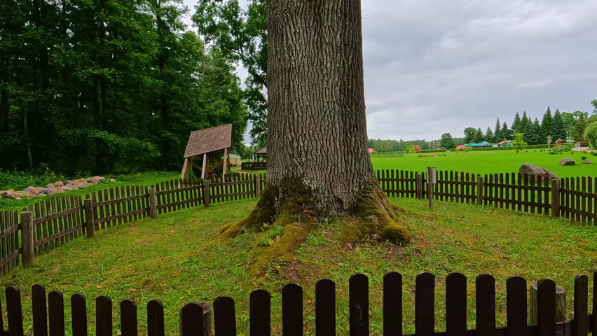 Walking around a mighty oak tree