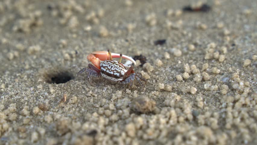 Close up shot of a male sand fiddler crab in its natural habitat, foraging and sipping minerals on the sandy tidal flat, feeds on micronutrients and creates tiny sand balls around its burrow.