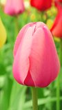 Vertical video of beautiful tulip on a wind