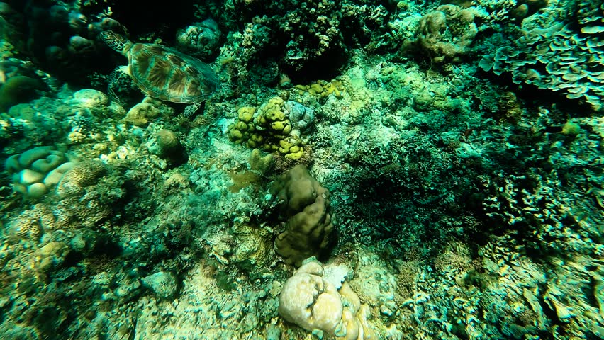 Cinematic Turtle slowly swimming relaxed empty clear blue ocean relaxing minimalist swim from coral to open sea with sun  rays. bali indonesia gili islands underwater snorkel snorkelling marine life 