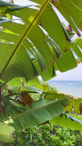 Summer vibes of waving green banana leaves against a blue ocean background in vertical video. Exotic botanical vertical footage from a stunning travel destination. Tropical island holiday vibes. Royalty-Free Stock Footage #3478854767