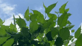 Video of plant leaves moving against the background of the sky.