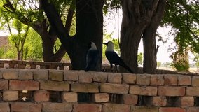 Crow Stock Video,
Crow - Bird, Black Color, Spirituality, Animal, Animal Body Part.