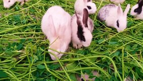 Rabbits Stock Video,
Rabbit - Animal, Animal, Baby Rabbit, Fear, Cute, Grass.
