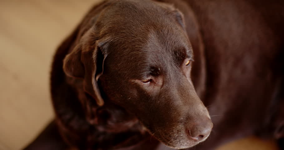 A brown Labrador Retriever looks off to the side with a pensive expression. Captured indoors, the warm tones suggest a cozy, intimate setting with the dog at rest, slow motion.