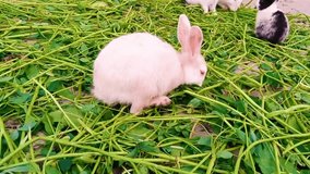 Rabbits Stock Video,
Rabbit - Animal, Animal, Baby Rabbit, Fear, Cute, Grass.
