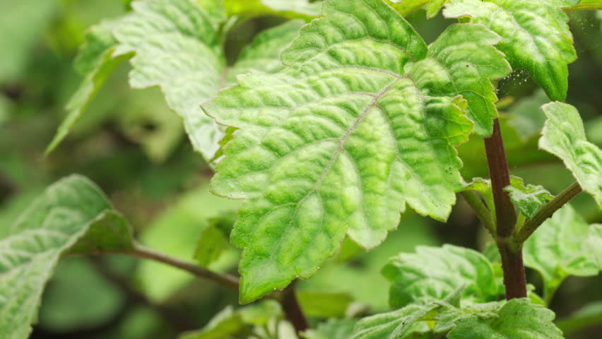 Closeup, patchouli plant leaf in farm for essential oil, aromatic herb, indonesia