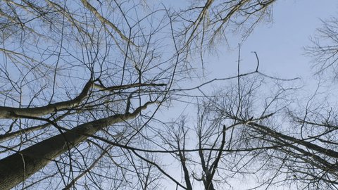 Deciduous Trees In Spring Season. Smoothly Moving Between Trees. Gimbal Shot. Arkivvideo