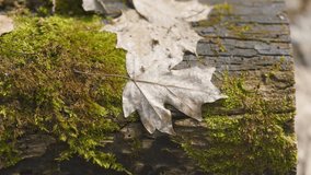 Green Moss Covered On Trunk Of Big Tree. Large Tree Trunk Covered With Green Moss. - Powered by Shutterstock - Get 15% off with code: PIKWIZARD15