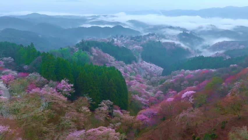 aerial view of cherry blossom in Japanese mountains, foggy spring morning in Yoshino mountains, Japan, sakura in bloom in Nara, Japan, drone view of Japanese cherry blossom