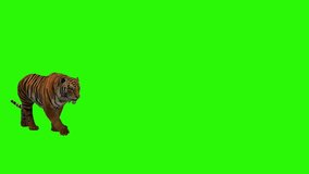 Tiger Premium Quality animated green screen 4k, The video element of on a green screen background, Ultra High Definition, 4k video, on a green screen background.