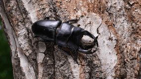 4K slow motion video of a giant stag beetle moving on a tree in the forest.
4K 120fps edited to 30fps.