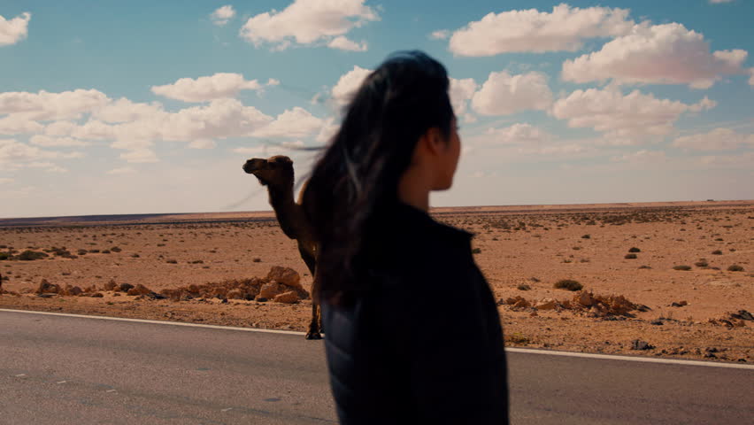 Traveler influencer girl watches a herd of wild camels crossing the road.