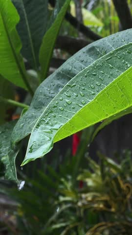 Close-up of fresh raindrops on vibrant green leaves, with a soft-focus background. Tropical rain