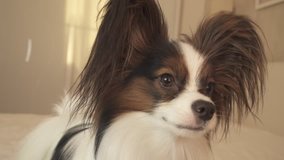 Young dog breeds Papillon Continental Toy Spaniel looks around the sides stock footage video