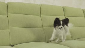 Young dog breeds Papillon Continental Toy Spaniel dog catches a big ball and plays slow motion stock footage video
