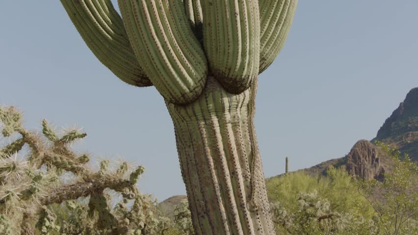 gopher snake climbs a saguaro cactus in the Sonoran desert