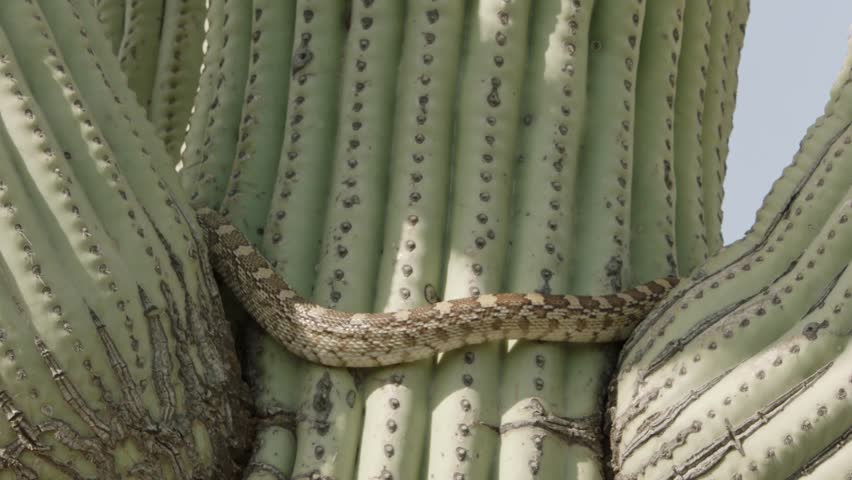 gopher snake climbs a saguaro cactus in the Sonoran desert