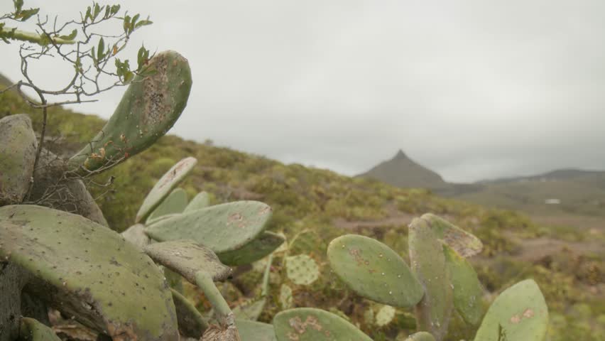 Prickly pear cactus growing in the mountains in dry Tenerife countryside in spring, Canary Islands, Spain