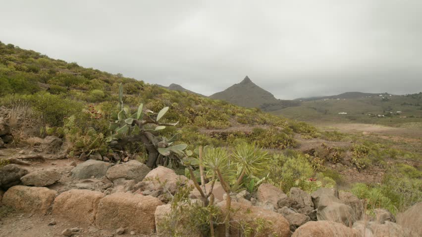 Dry mountain landscape in south Tenerife countryside in spring, plants, cacti and shrubs, Canary Islands, Spain