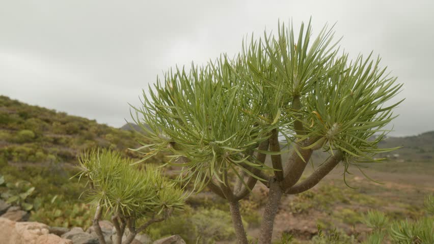 Green plants and shrubs growing in the mountains in dry south Tenerife countryside in spring, Canary Islands, Spain