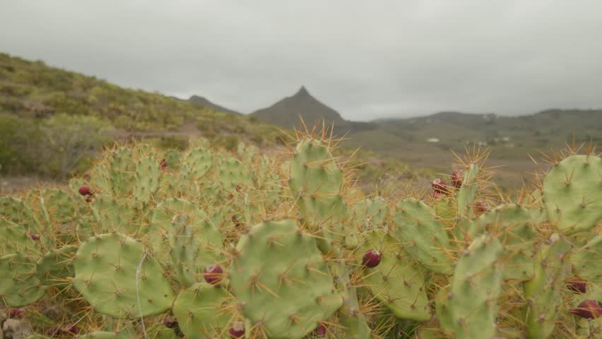 Dry Tenerife mountain countryside with prickly pear plant with ripe fruit growing in spring, Canary Islands, Spain