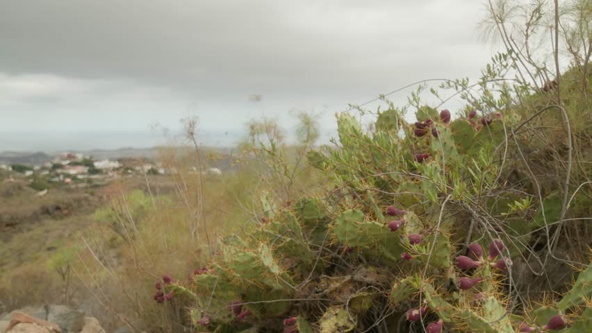 Prickly pear cactus growing in grass in the mountains in dry Tenerife countryside in spring, Canary Islands, Spain