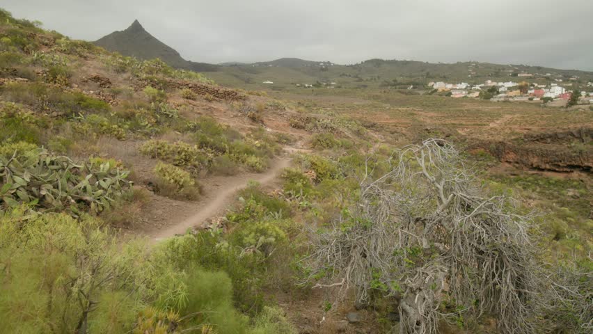 Dry tree in Tenerife rocky landscape with desert plants growing in spring, remote village in background, Canary Islands, Spain