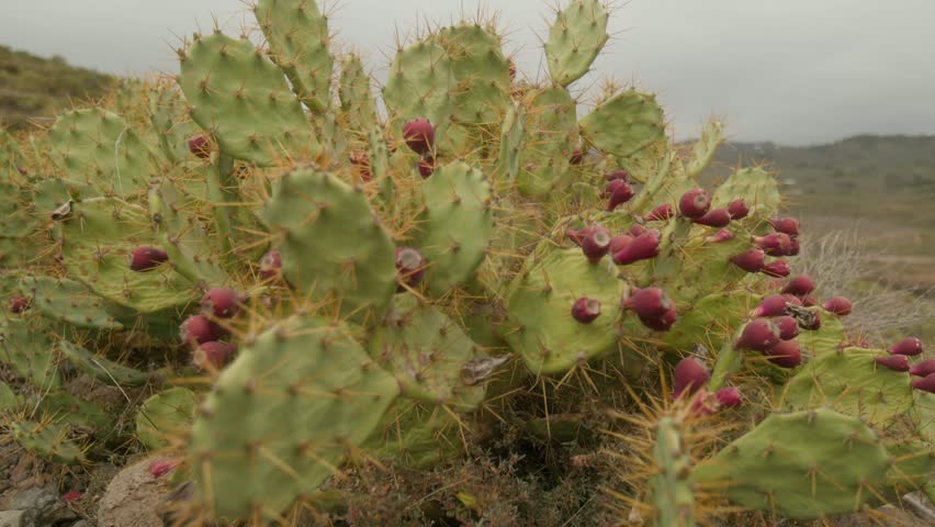 Prickly pear with ripe fruit growing in the mountains in dry Tenerife countryside in spring, Canary Islands, Spain