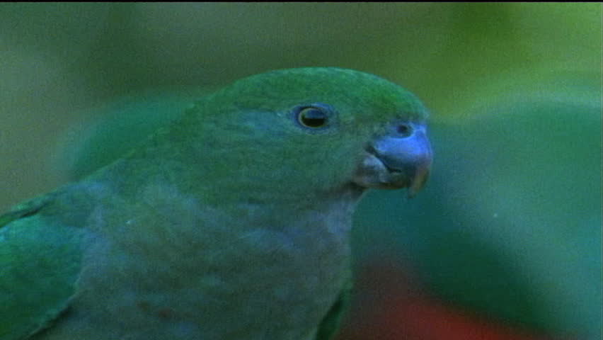 King parrots